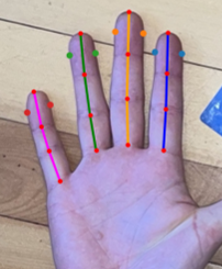 Finger keypoint annotation